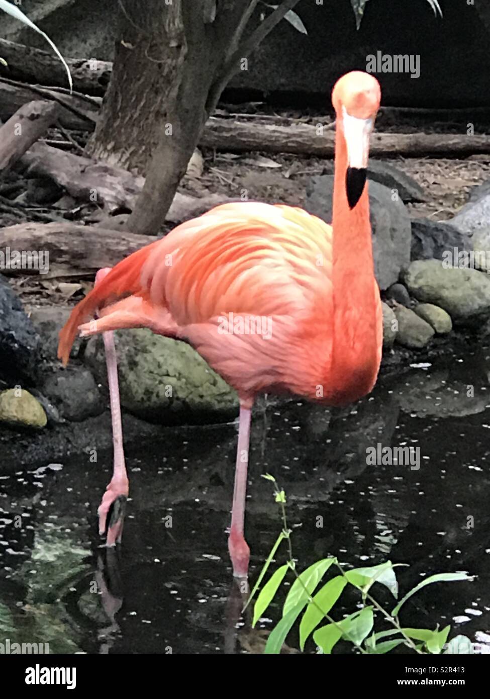 A Flamingo wading across the stream. - Smartphone Captured Stock Image
