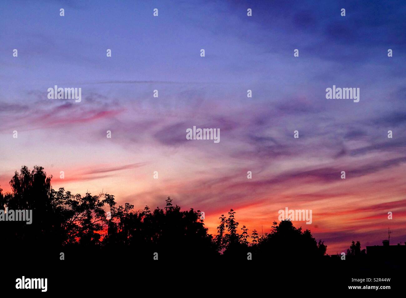 Silhouettes of trees against the evening sky - Smartphone Captured Stock Image