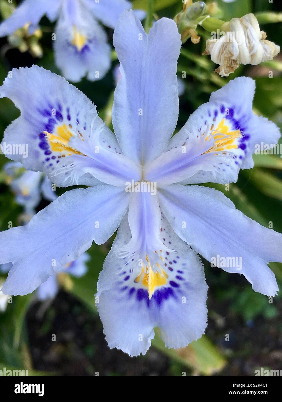 Iris confusa hires stock photography and images Alamy