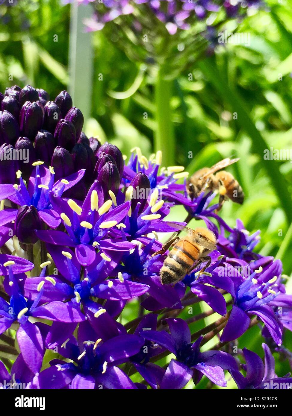 Save our bees hi-res stock photography and images - Alamy