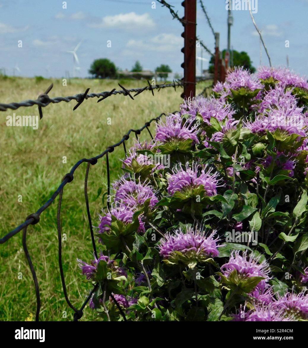 Wildflowers growing on roadside hi-res stock photography and images - Alamy