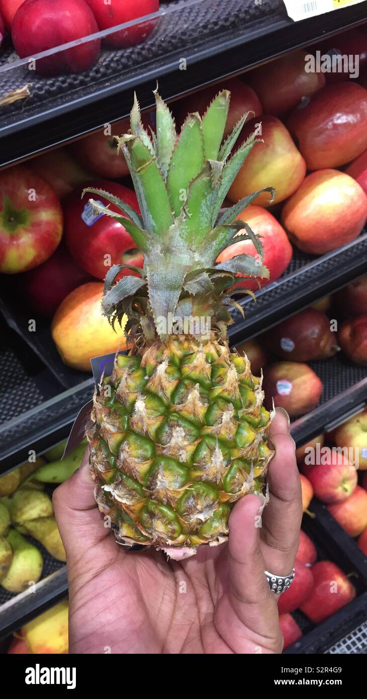 me holding a baby pineapple Stock Photo Alamy