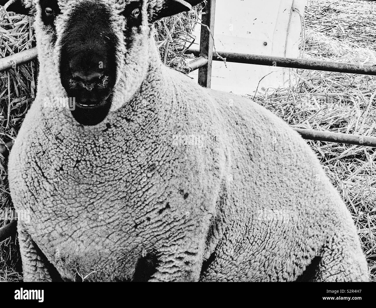 Black and white image of a Hampshire Down sheep in pen. Originated around 1829 from cross of Southdowns and the Old Hampshire breed Stock Photo
