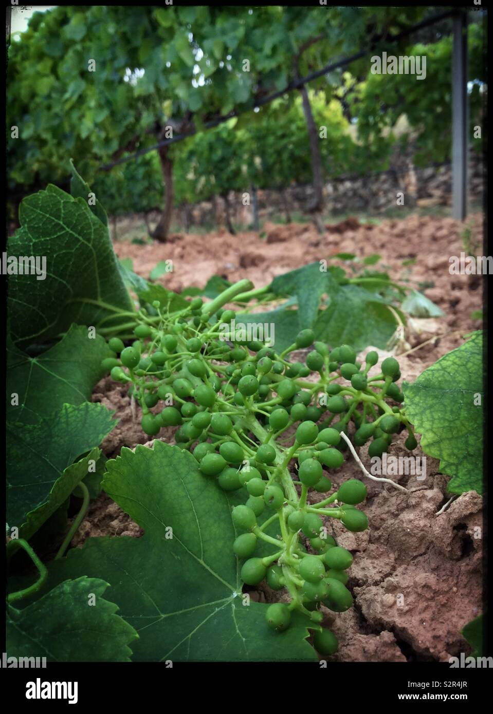 Shoot and cluster thinning in the vineyard, Catalonia, Spain. - Smartphone Captured Stock Image