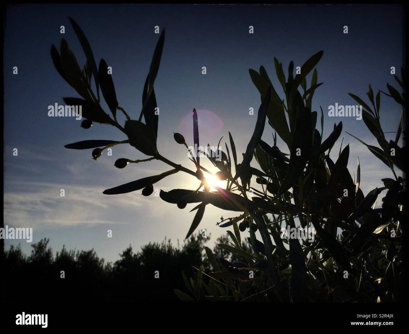 Developing Empeltre olives against a late afternoon Sun, Catalonia, Spain. - Smartphone Captured Stock Image