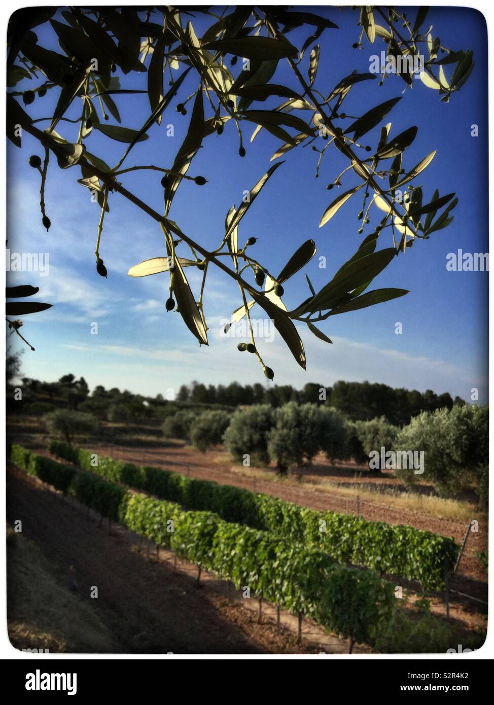 Developing Farga olives overlooking a vineyard catch the late afternoon Sun, Catalonia, Spain. - Smartphone Captured Stock Image