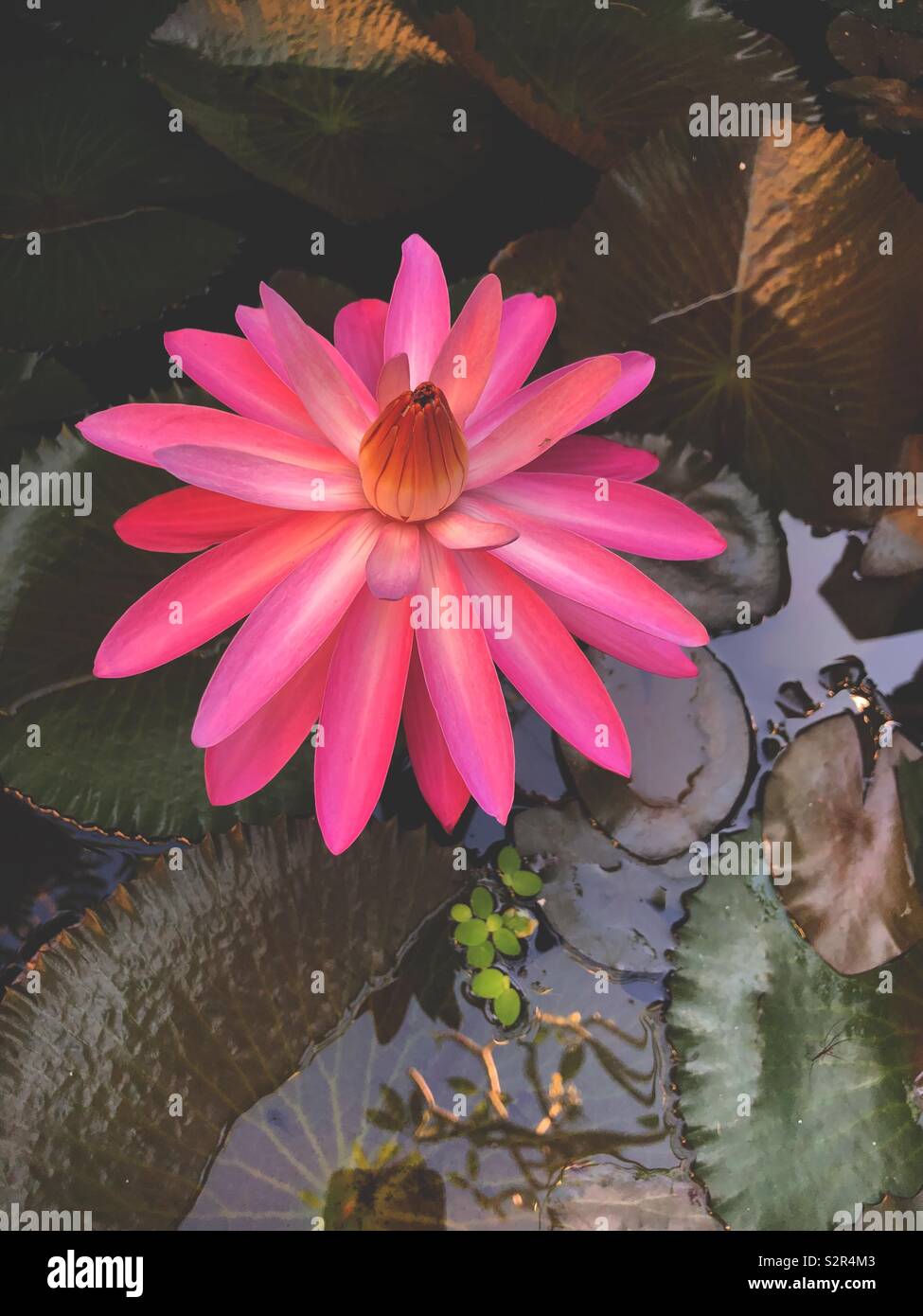 Pink lotus flower in a pond. View from the top Stock Photo Alamy