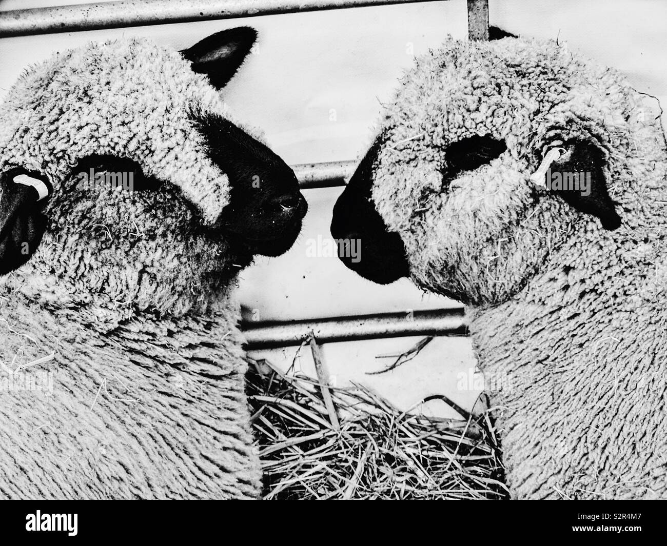 Black and white image of Two Hampshire Down sheep face to face. Originated around 1829 from cross of Southdowns and the Old Hampshire breed - Smartphone Captured Stock Image