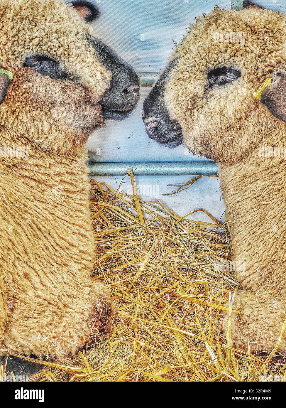 Two Hampshire Down sheep face to face. Originated around 1829 from cross of Southdowns and the Old Hampshire breed - Smartphone Captured Stock Image