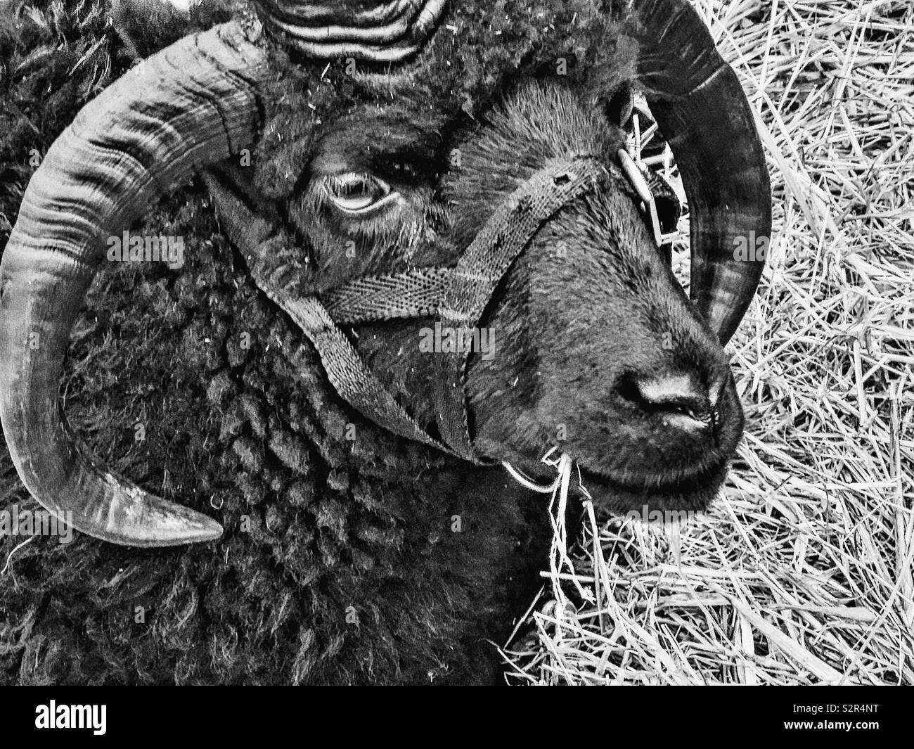 Hebridean sheep. A breed of small black sheep from Scotland Stock Photo