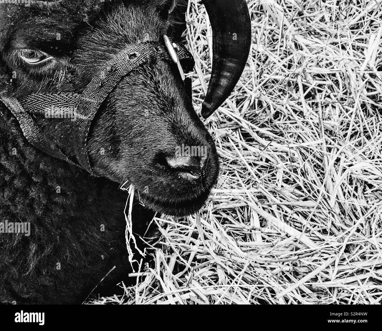 Hebridean sheep. A breed of small black sheep from Scotland Stock Photo