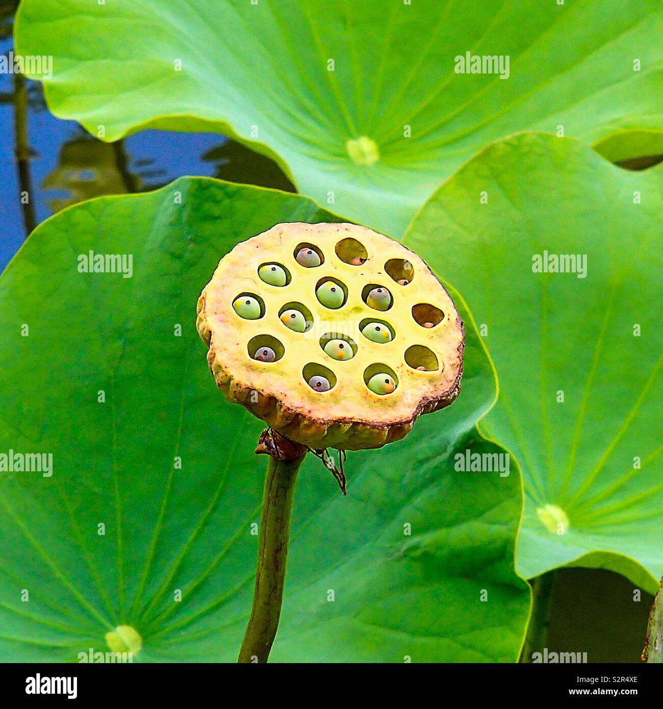 the fruits of the lotus flower Nelumbo, called nuts. In the background, the large green lotus leaves of the aquatic plant Stock Photo