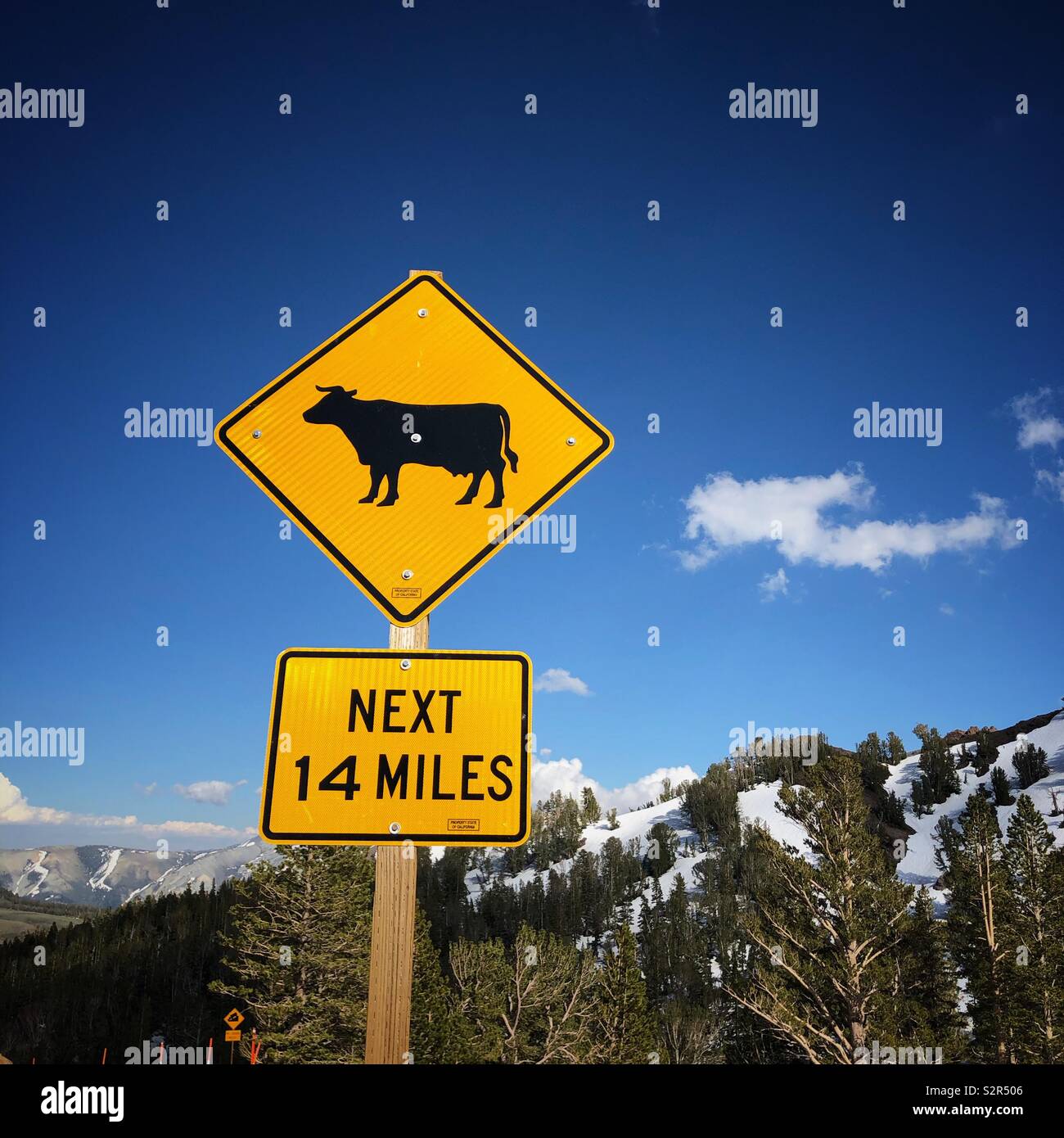 Don’t hit the cows! Found at the top of Sonora Pass on Highway 108 in the California Sierras. - Smartphone Captured Stock Image
