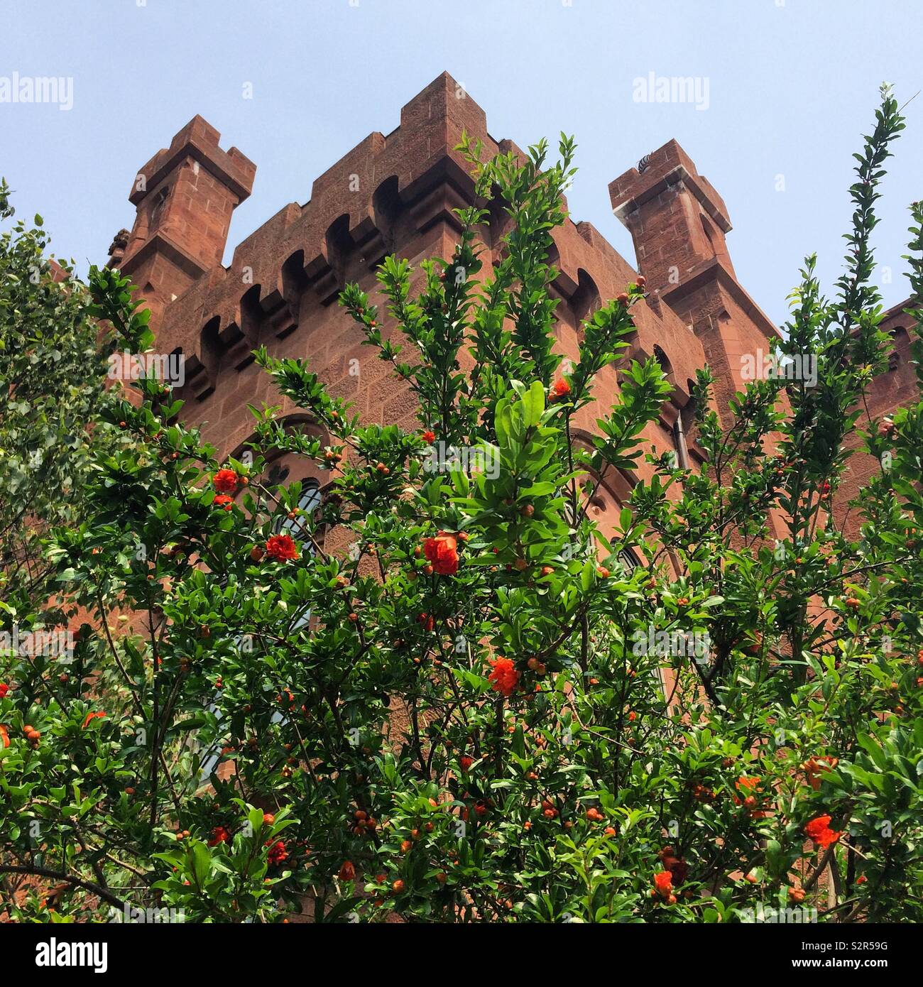 The Smithsonian Institution Building, popularly known as “the Castle,” seen rising over a flowering bush in the Enid A. Haupt Garden, Washington, D.C., United States - Smartphone Captured Stock Image