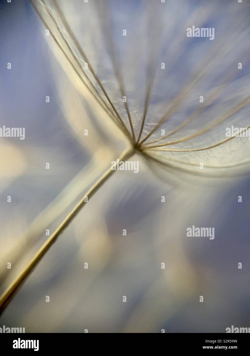 Dandelion details up close - Smartphone Captured Stock Image