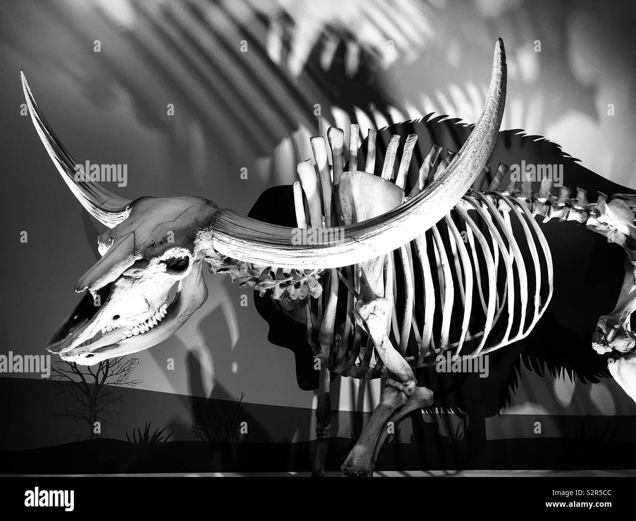 Skeleton of a buffalo Stock Photo Alamy