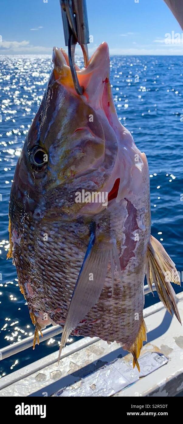Sharked Spangled Emperor, Ningaloo Reef, Exmouth, Western Australia - Smartphone Captured Stock Image