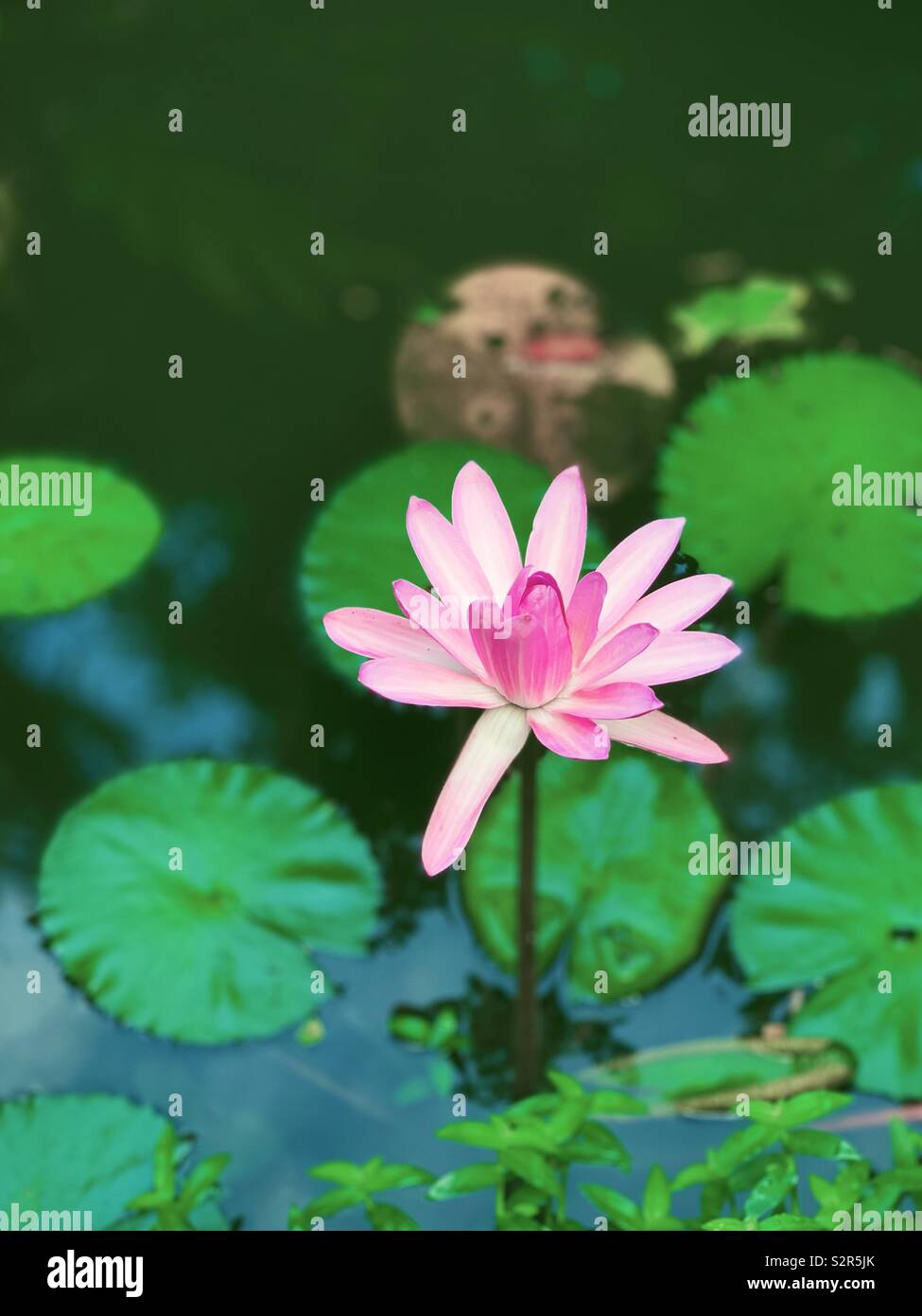 Pink lotus blossom in pond - Smartphone Captured Stock Image