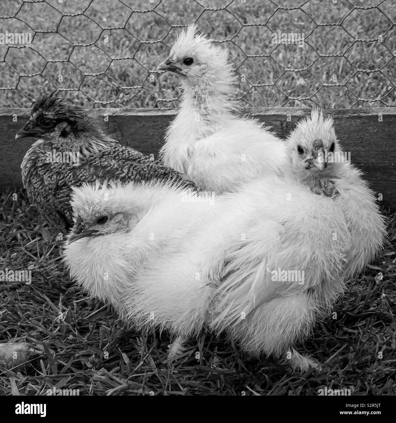 Silkie chicks on grass in chicken run Stock Photo