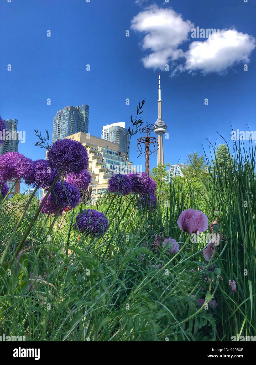 The iconic CN Tower in Toronto, Canada. - Smartphone Captured Stock Image