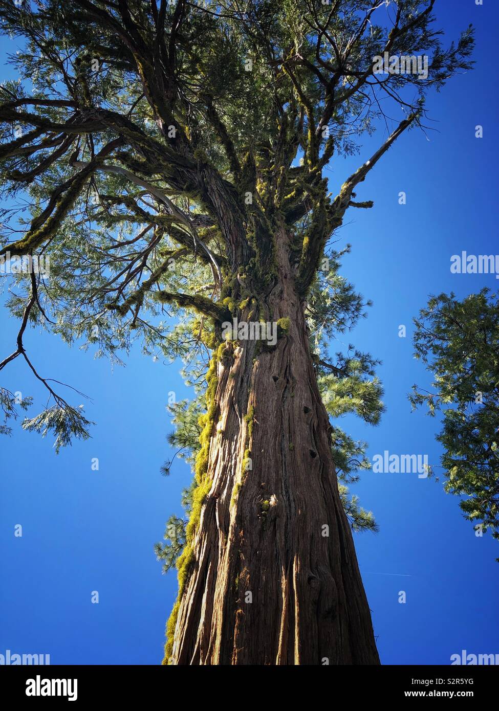 Incense Cedar tree at Donnell Vista in the California Sierras on