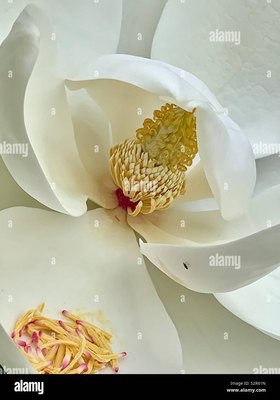 Magnolia petals hi-res stock photography and images - Alamy