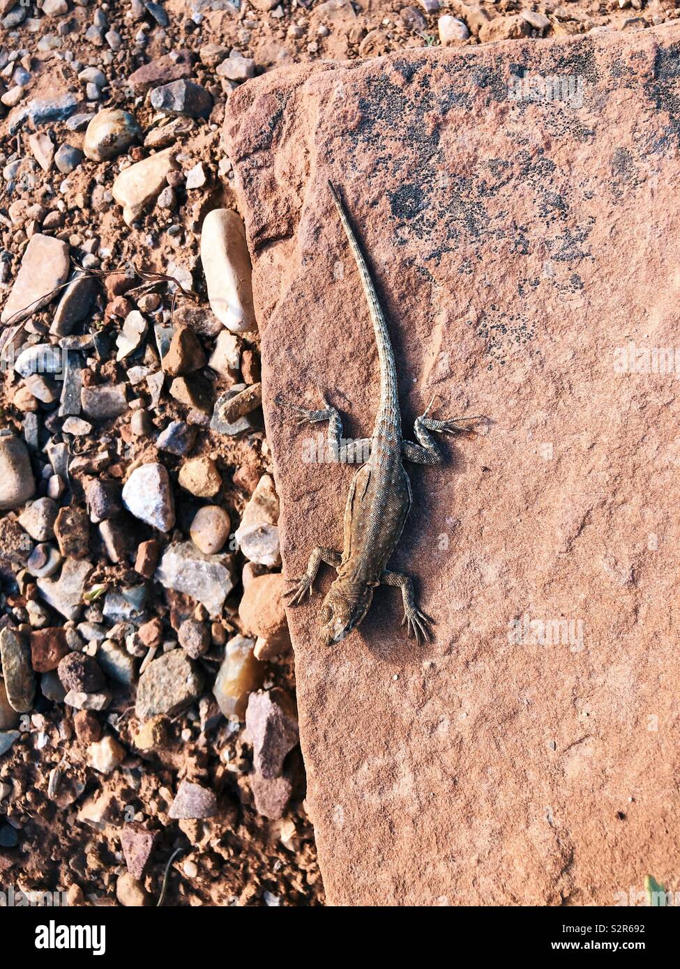 Western Whiptail lizard Stock Photo Alamy