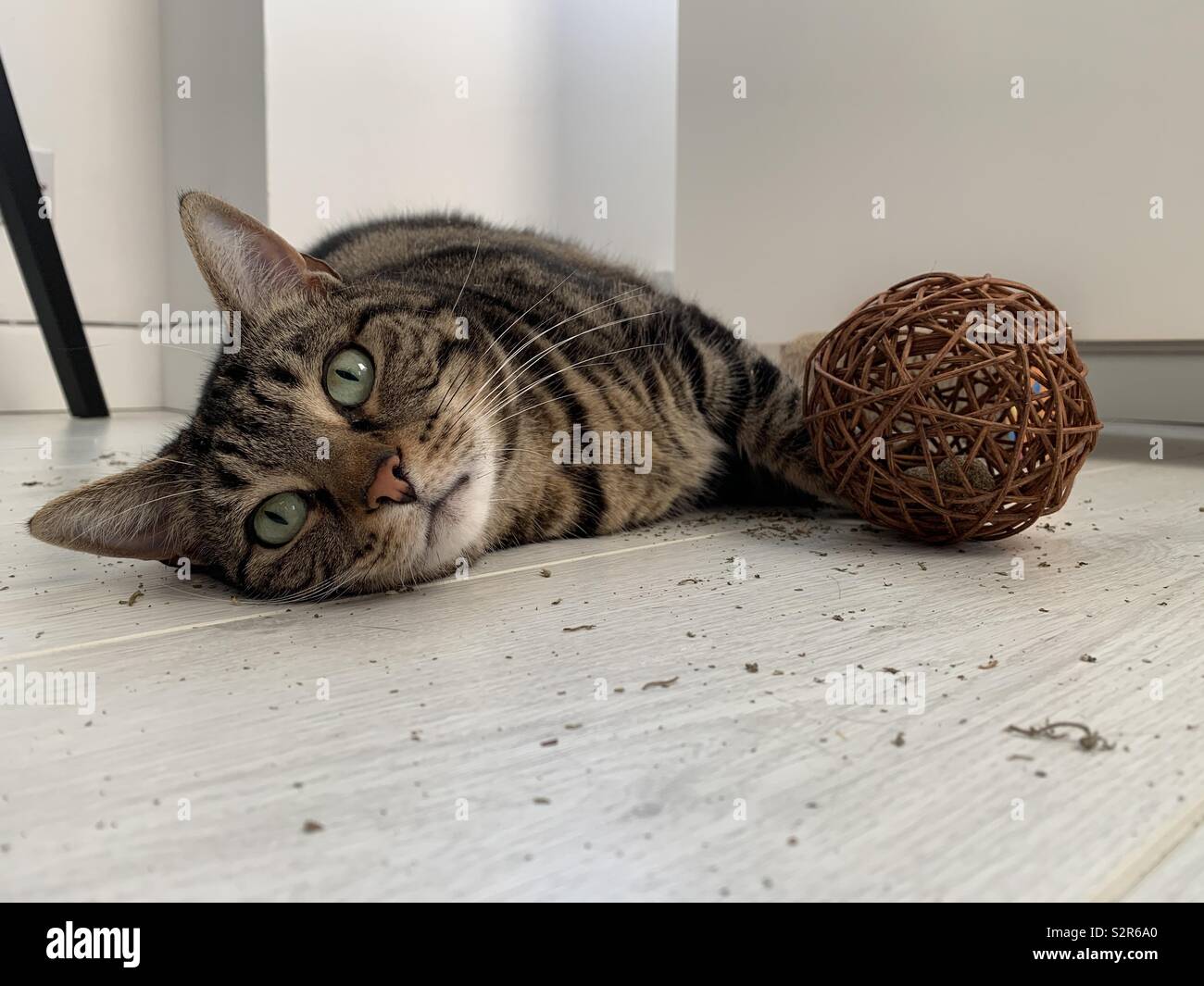 Cat, catnip and wicker ball Stock Photo Alamy
