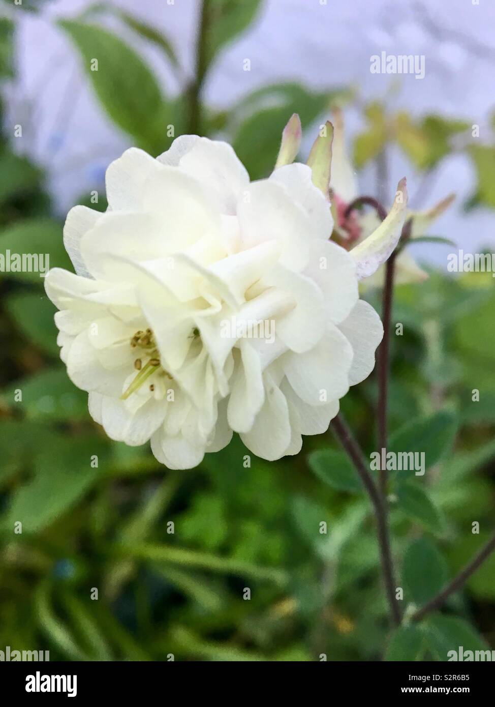 Aquilegia / Granny’s Bonnet  Spring Garden - Smartphone Captured Stock Image