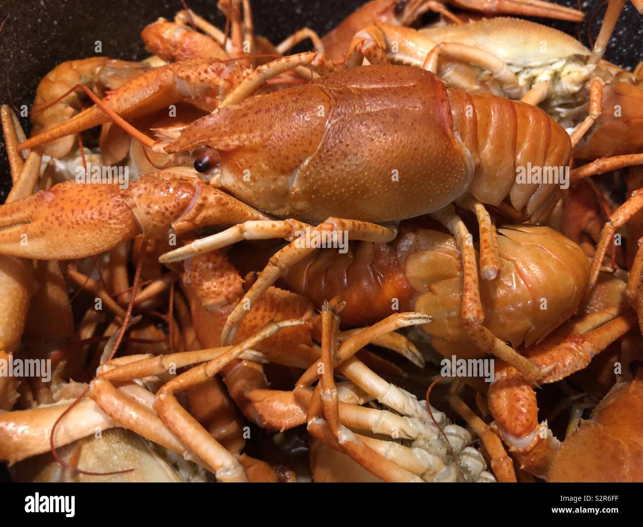 Crayfish, also known as crawfish, crawdads, freshwater lobsters, mountain lobsters, mudbugs, or yabbies are freshwater crustaceans resembling small lobsters Stock Photo