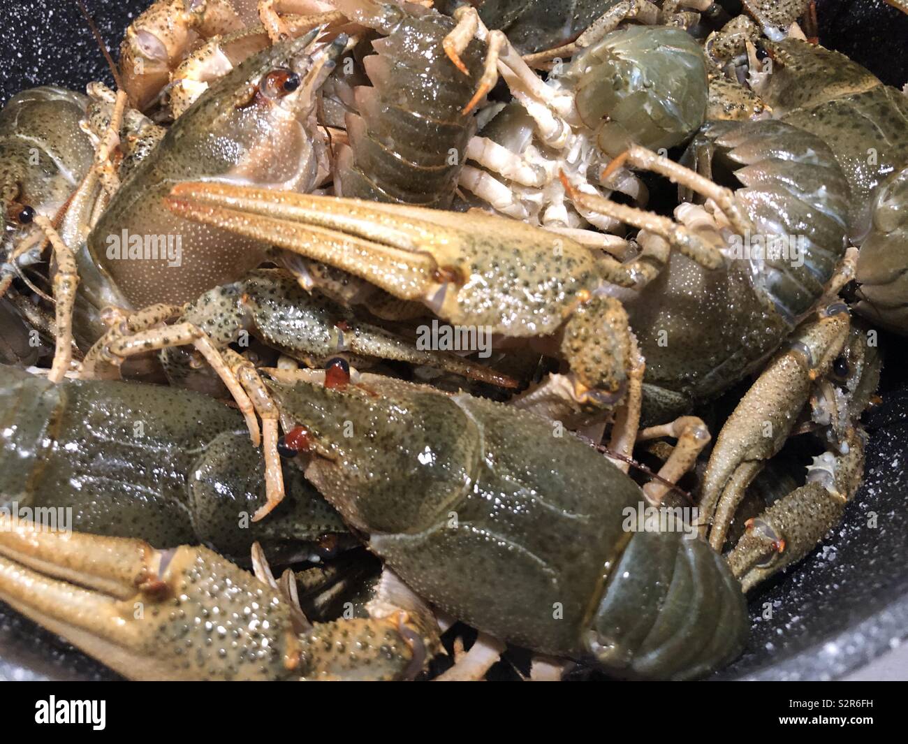 Crayfish, also known as crawfish, crawdads, freshwater lobsters