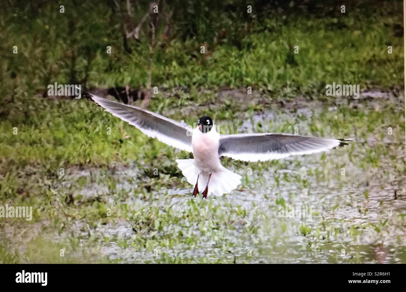 Franklin’s gull, waterfowl, birds of North America - Smartphone Captured Stock Image