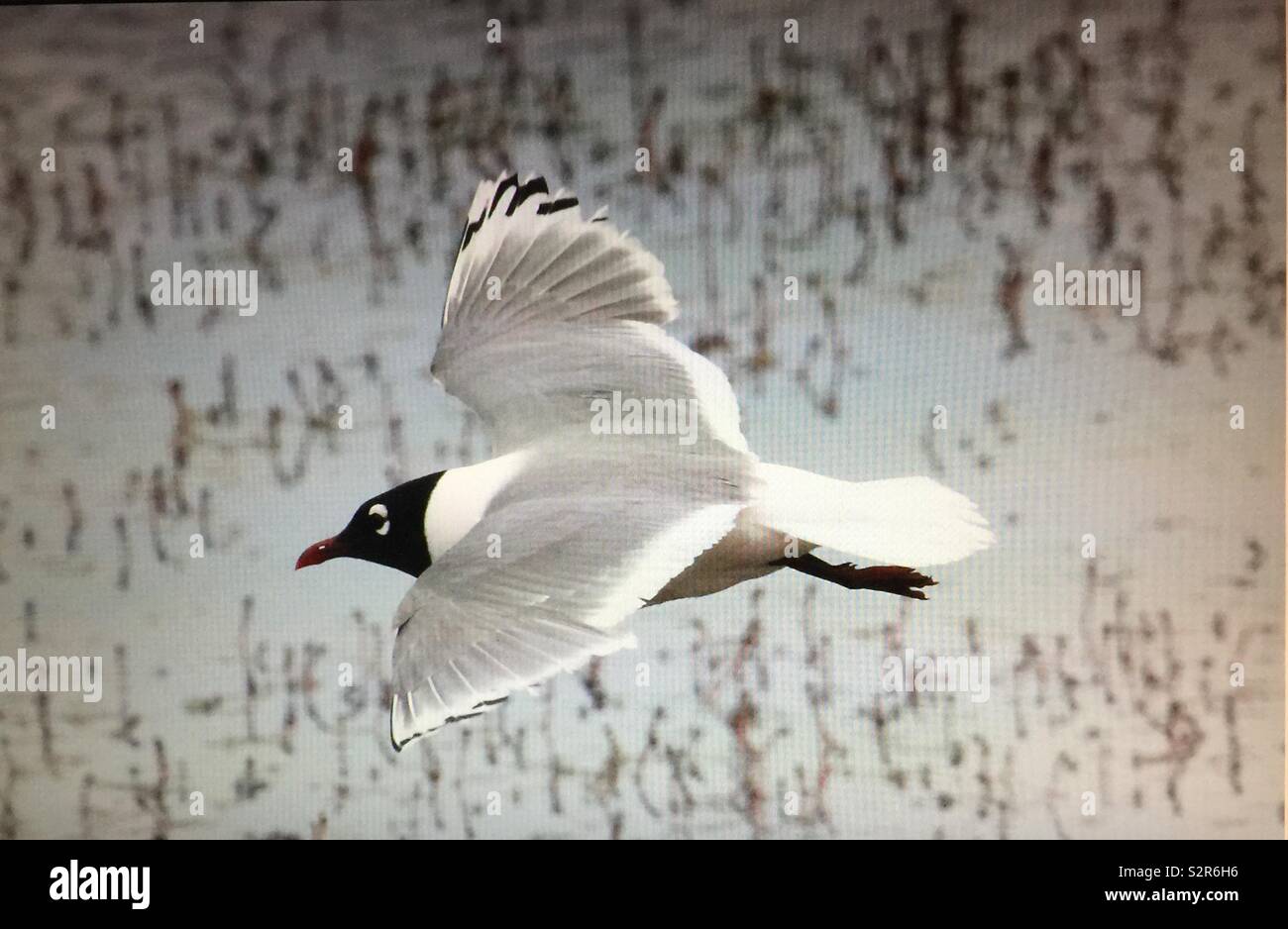 Franklin’s gull, waterfowl, birds of North America - Smartphone Captured Stock Image