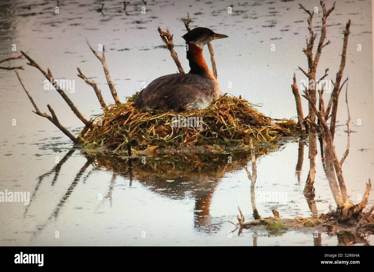 Red-necked tern, waterfowl, birds of North America - Smartphone Captured Stock Image