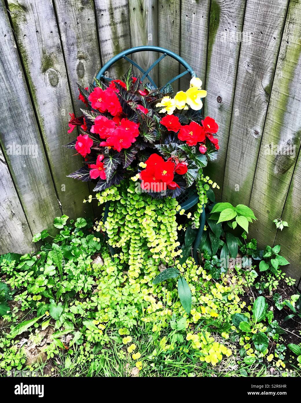 Nonstop begonia flowers and green creeping Jenny spilling over a chair in the backyard; wooden fence background Stock Photo