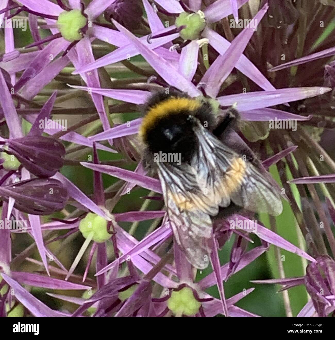Bee on alium flower Stock Photo