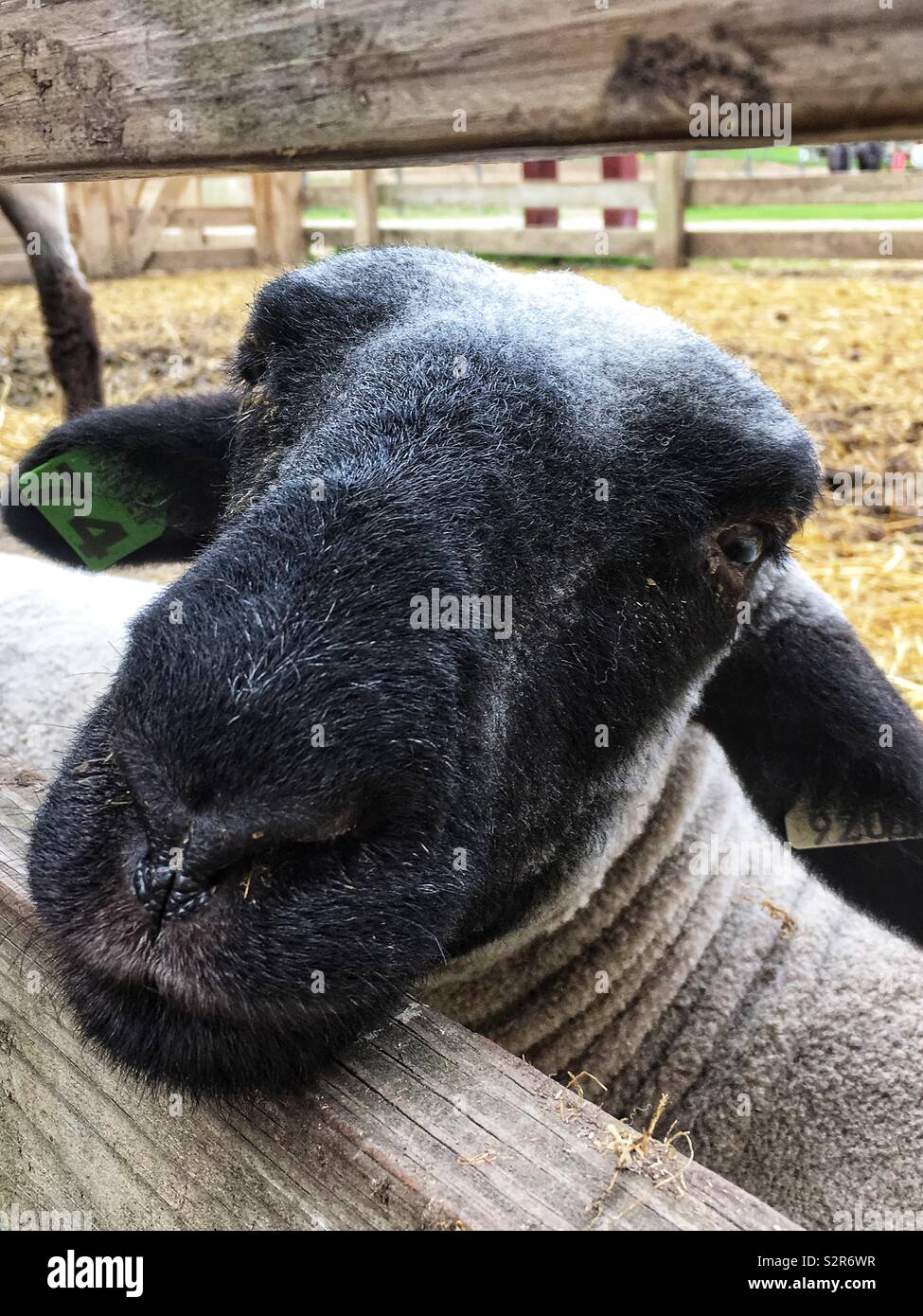 Friendly farm sheep looking into the caskets. Stock Photo