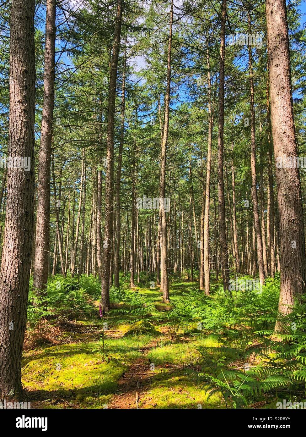 Pine forest in the New Forest National Park, Hampshire, England - Smartphone Captured Stock Image