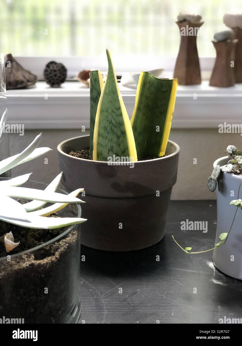 Cuttings from a snake plant in a pot. Stock Photo