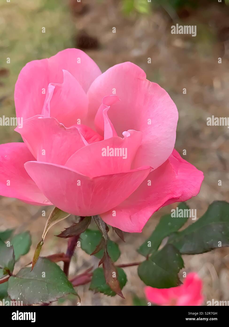 Beautiful closeup of pink rose - Smartphone Captured Stock Image