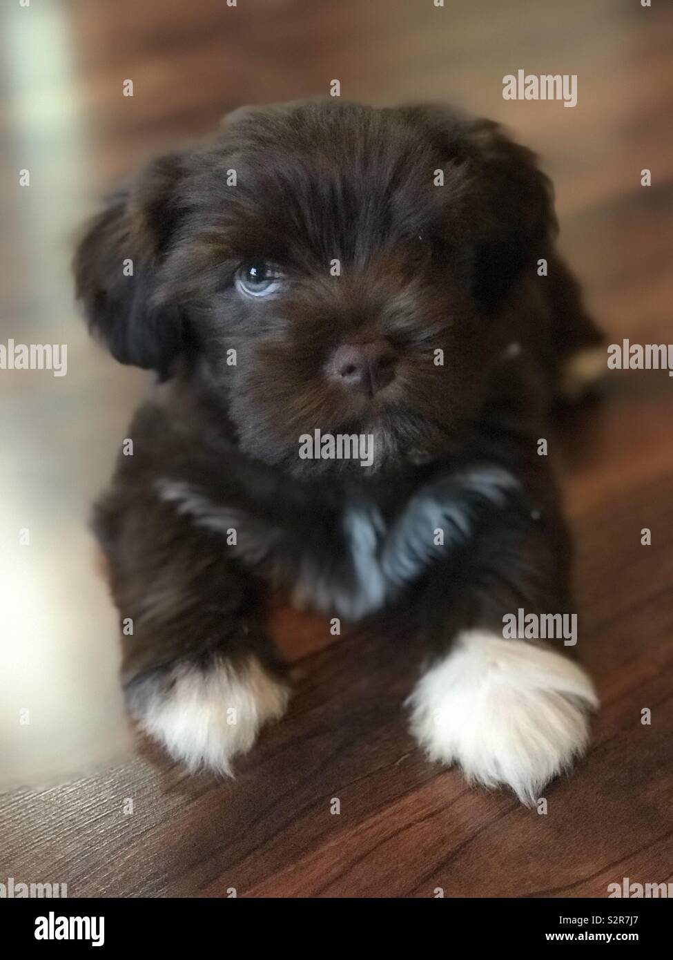 chocolate havanese puppies for sale near me