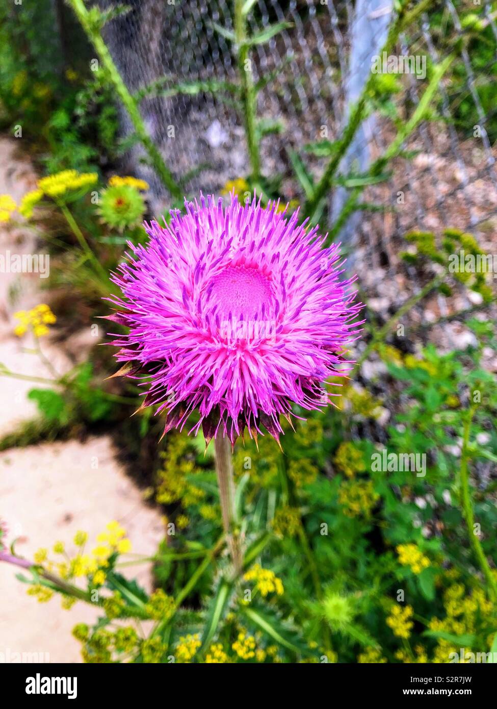 Urban bloom. Pilsen, Chicago Stock Photo Alamy