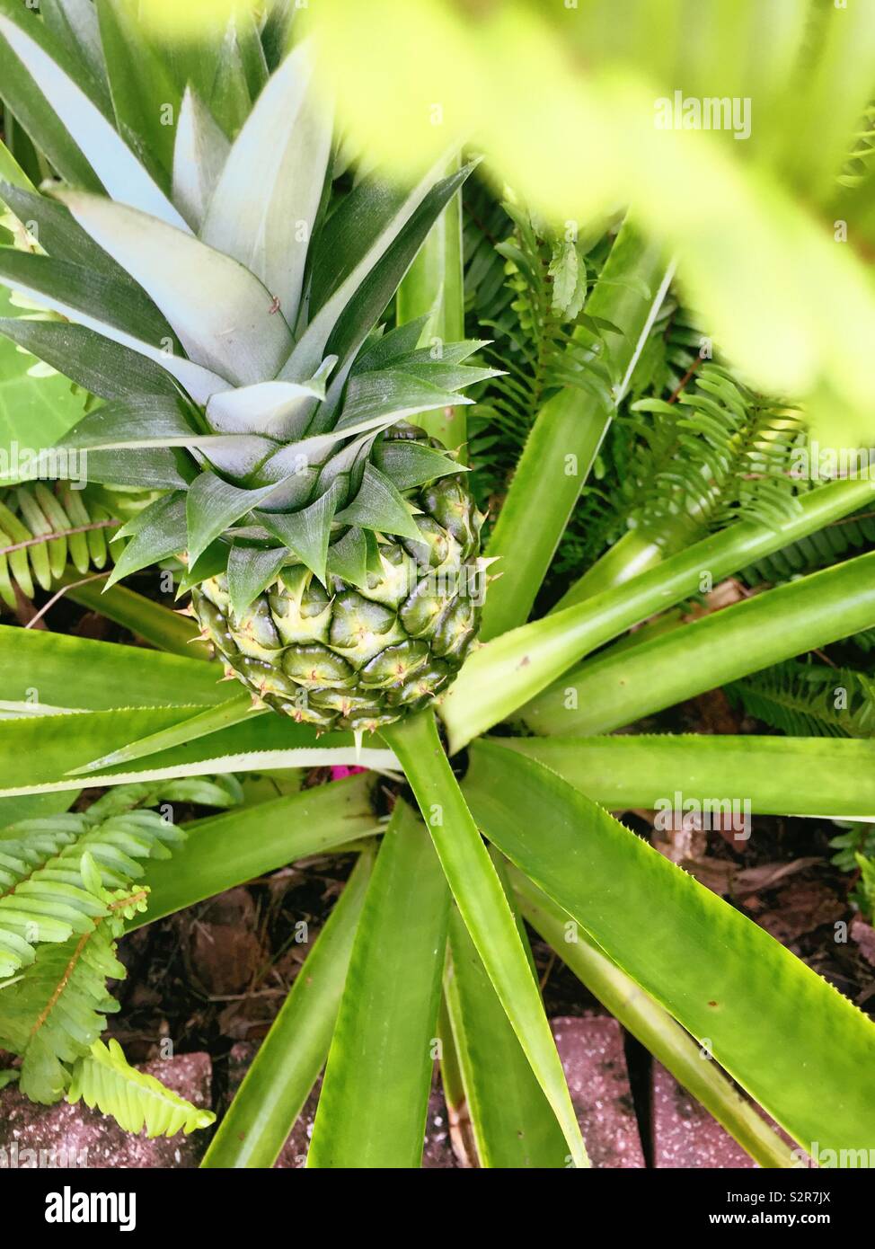 Pineapple plant bearing fruit, USA - Smartphone Captured Stock Image