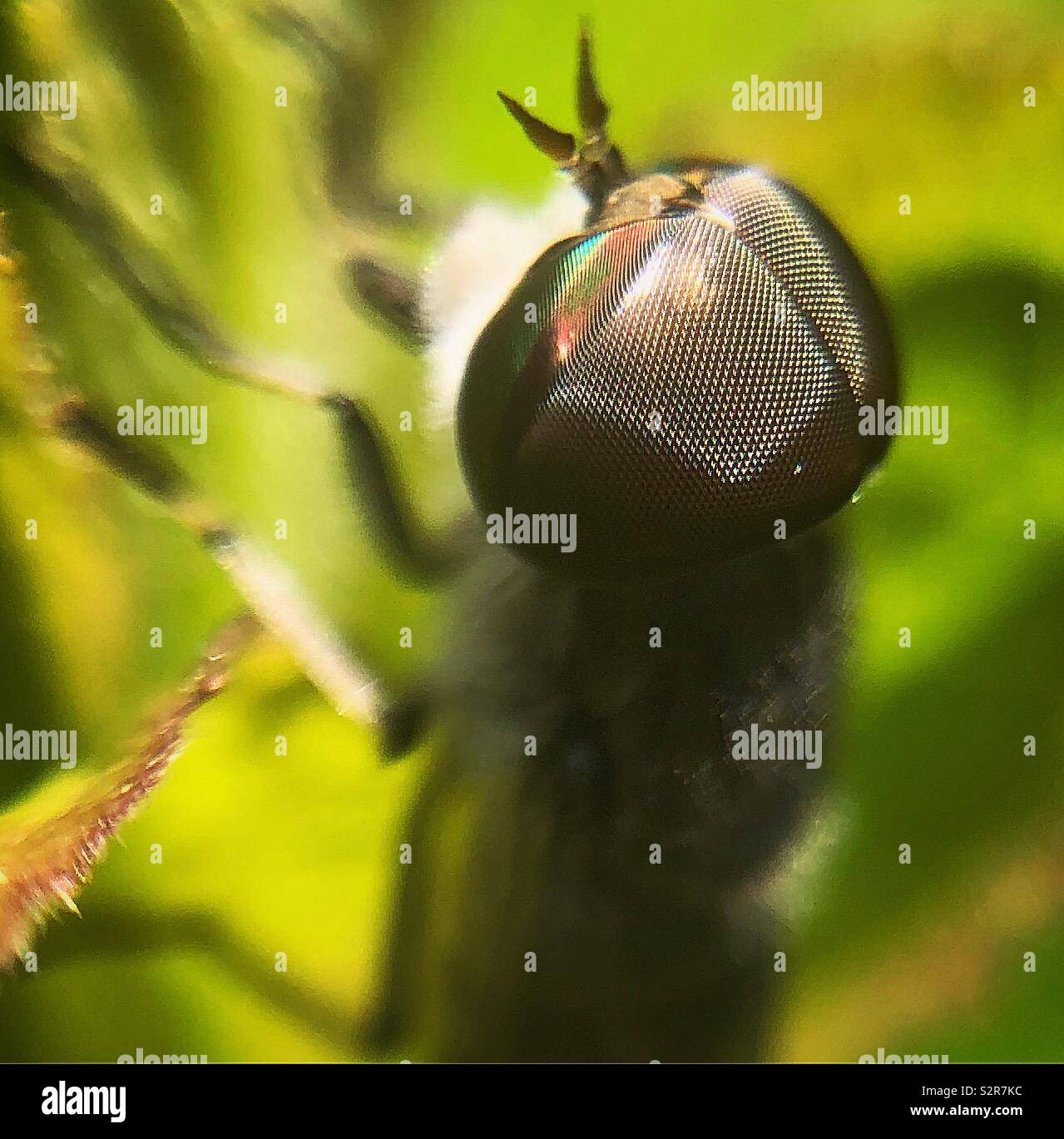 Striped horse hires stock photography and images Alamy