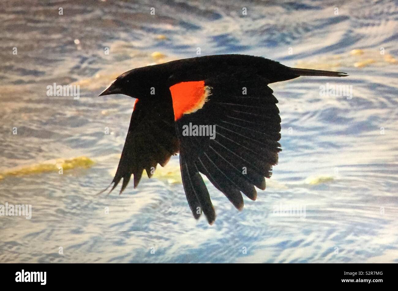 Red-winged blackbird, Birds of North America - Smartphone Captured Stock Image