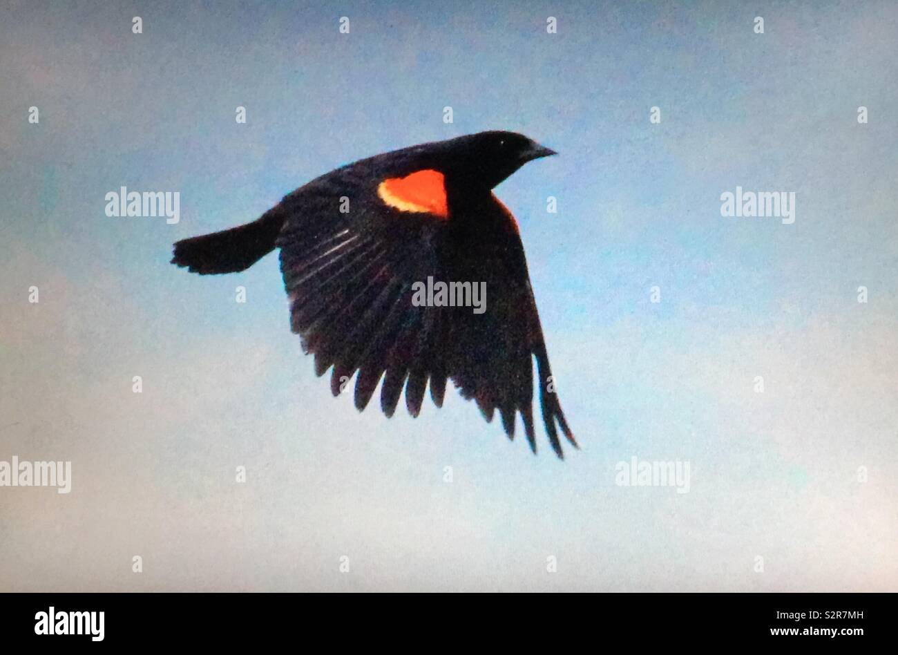 Red-winged blackbird, Birds of North America - Smartphone Captured Stock Image