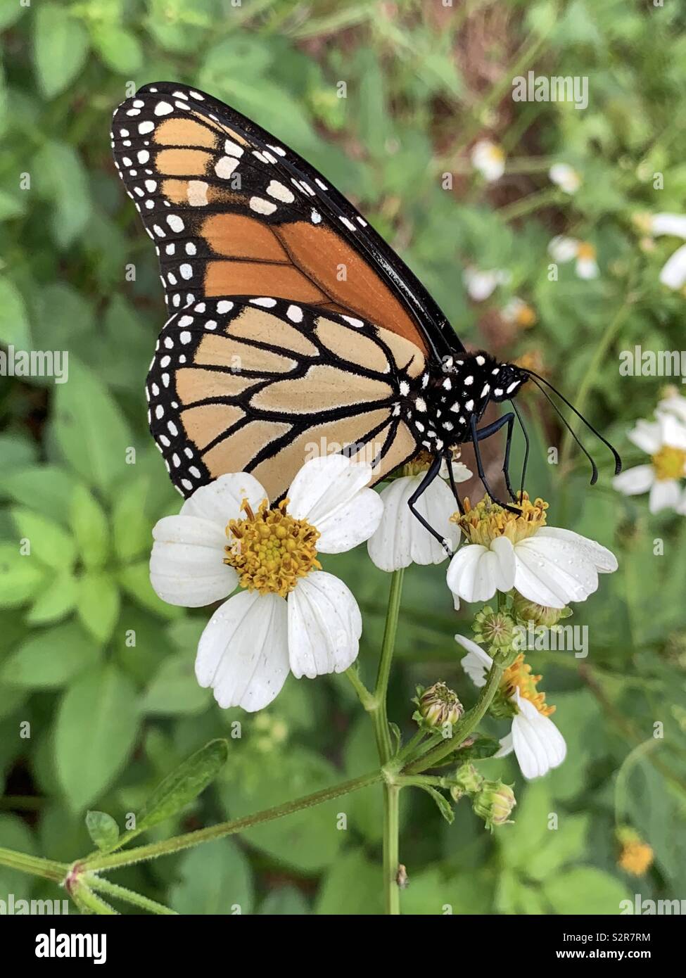 Closeup of monarch butterfly on daisy flower Stock Photo