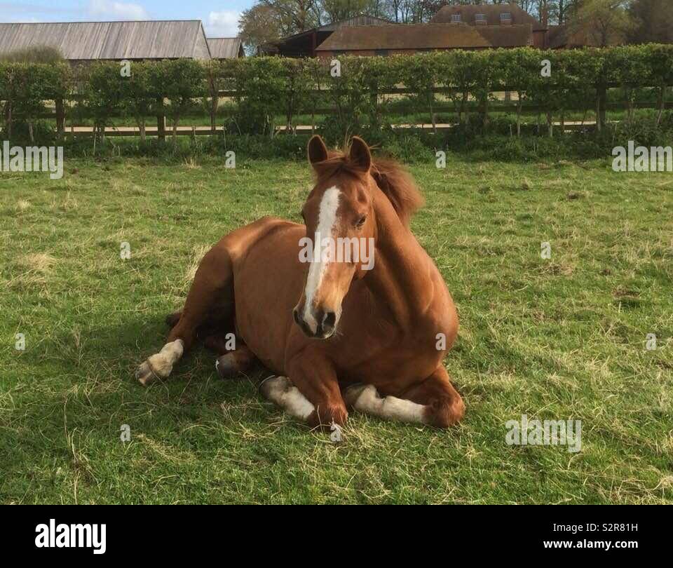 Chestnut Horse lying down Stock Photo Alamy