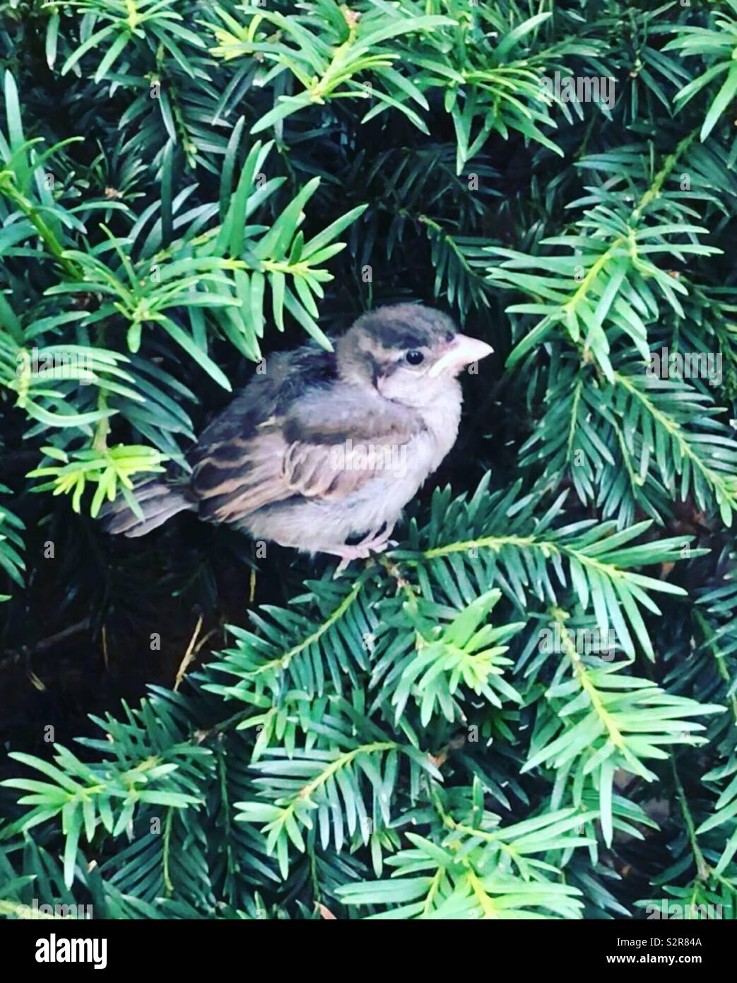 Sparrow - Smartphone Captured Stock Image