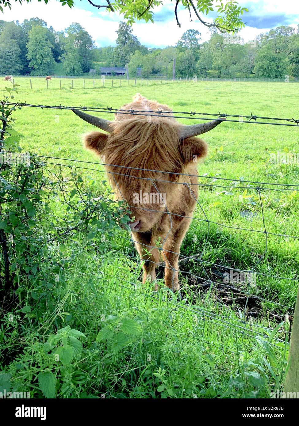 Highland Cow in Pollok Park, Glasgow, Scotland Stock Photo